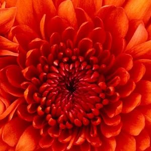 Meet your Posher, Dan